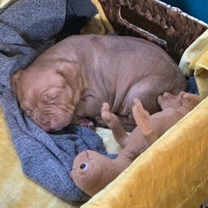 Meet your Posher, Luis